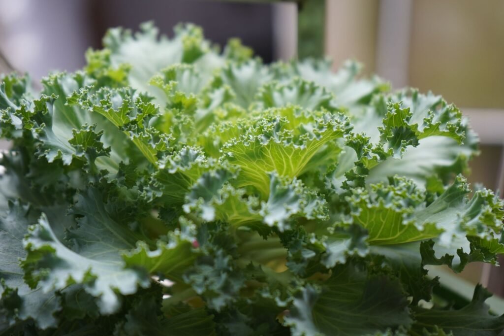 Couve Kale Frisada: O Superalimento Que Revoluciona Seu Bem-Estar e Beleza